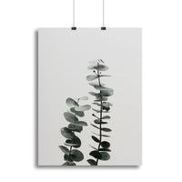 Eucalyptus Natural 03 Canvas Print or Poster - 7DAY'S