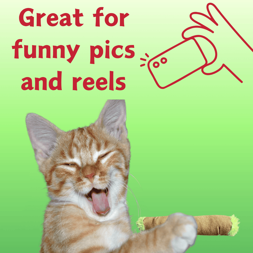 Lil' B the Blunt 420 Cat Toy - 7DAY'S