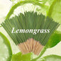 100Pcs 22cm lemongrass, lemongrass, bamboo sticks, outdoor camping scent, home incense