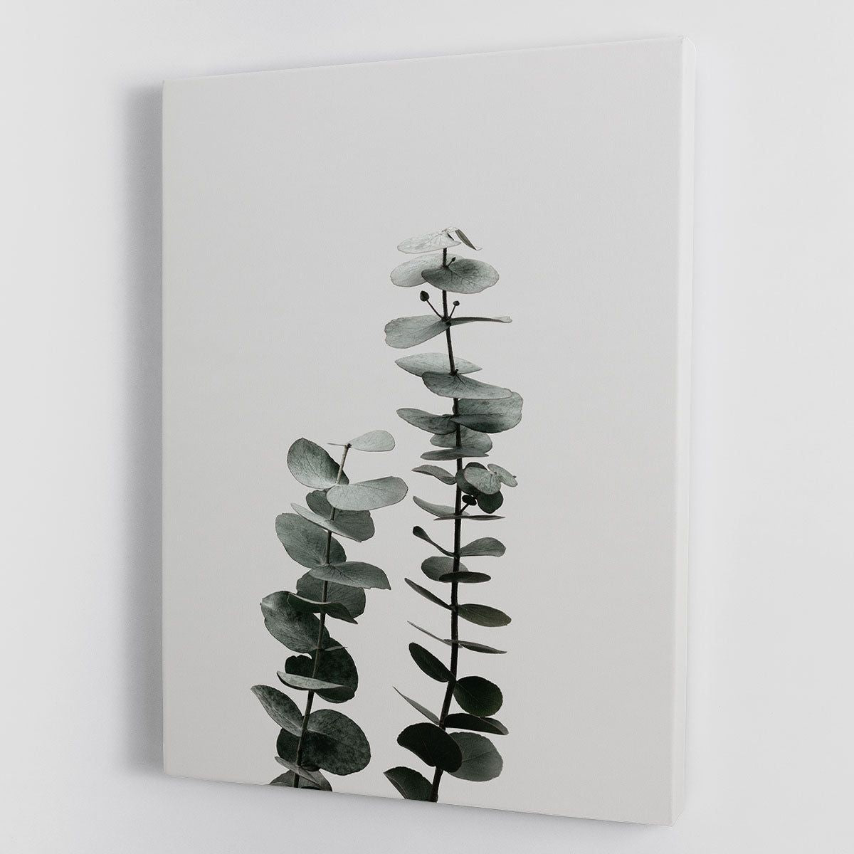Eucalyptus Natural 03 Canvas Print or Poster - 7DAY'S