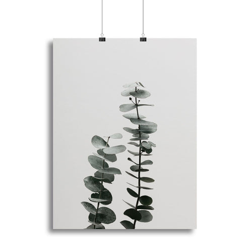 Eucalyptus Natural 03 Canvas Print or Poster - 7DAY'S