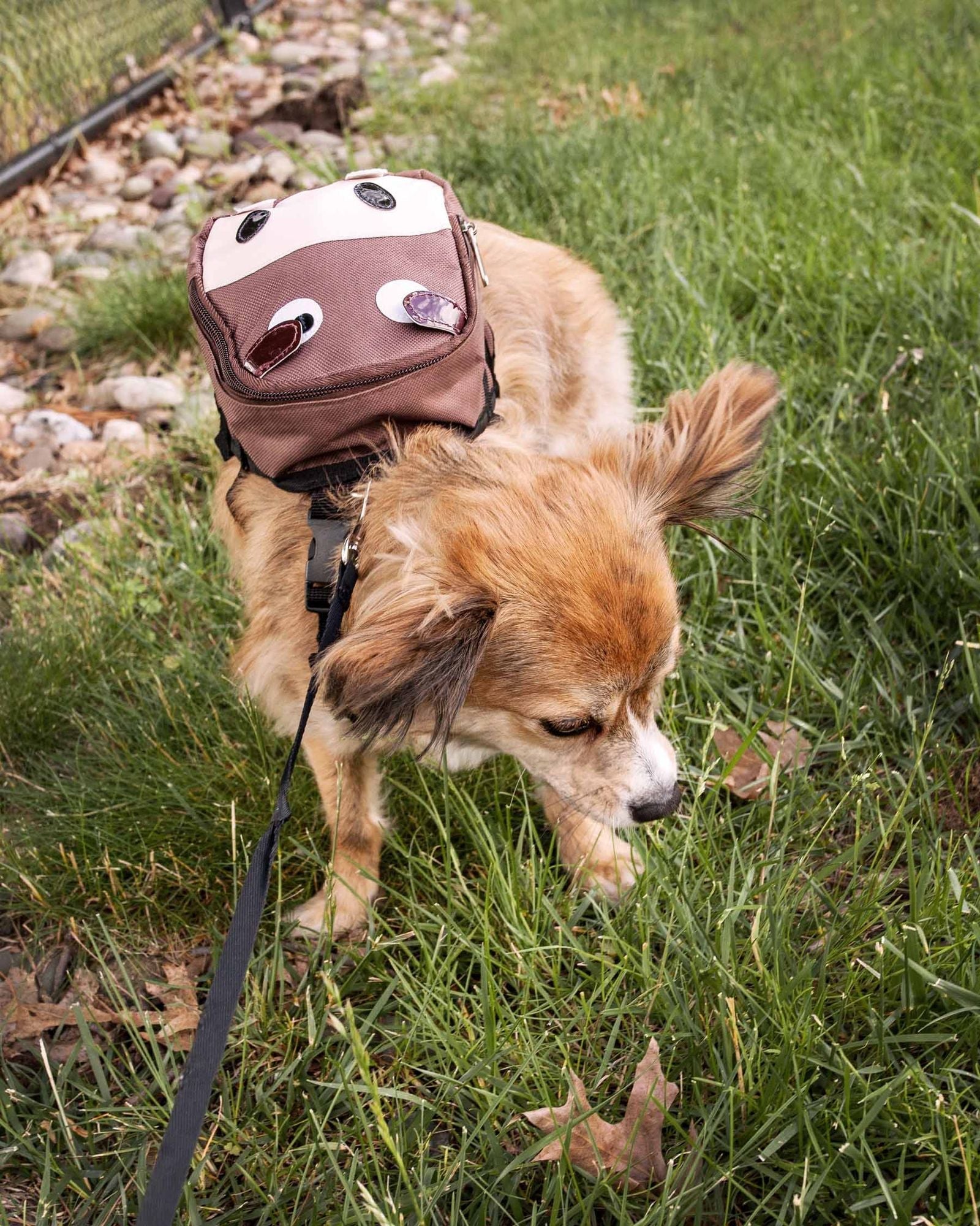 Pet Life 'Mooltese' Large - Pocketed Compartmental Animated Dog Harness Backpack - 7DAY'S